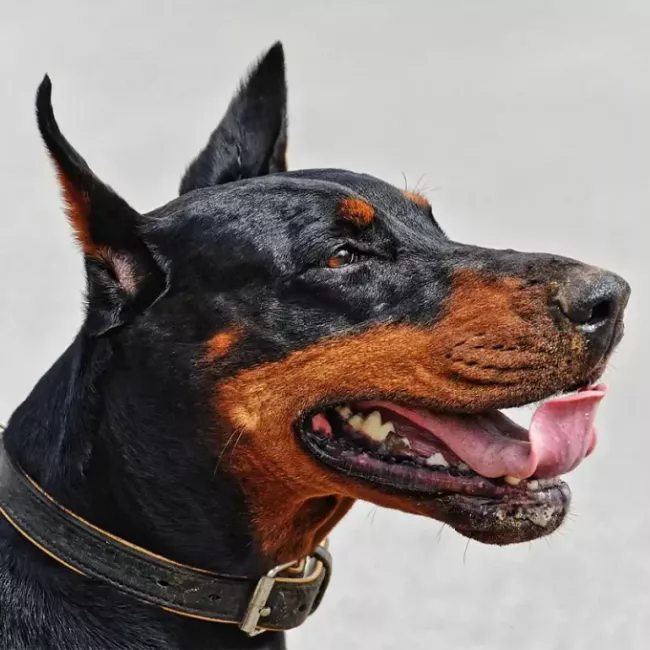 Certificado médico para animales peligrosos