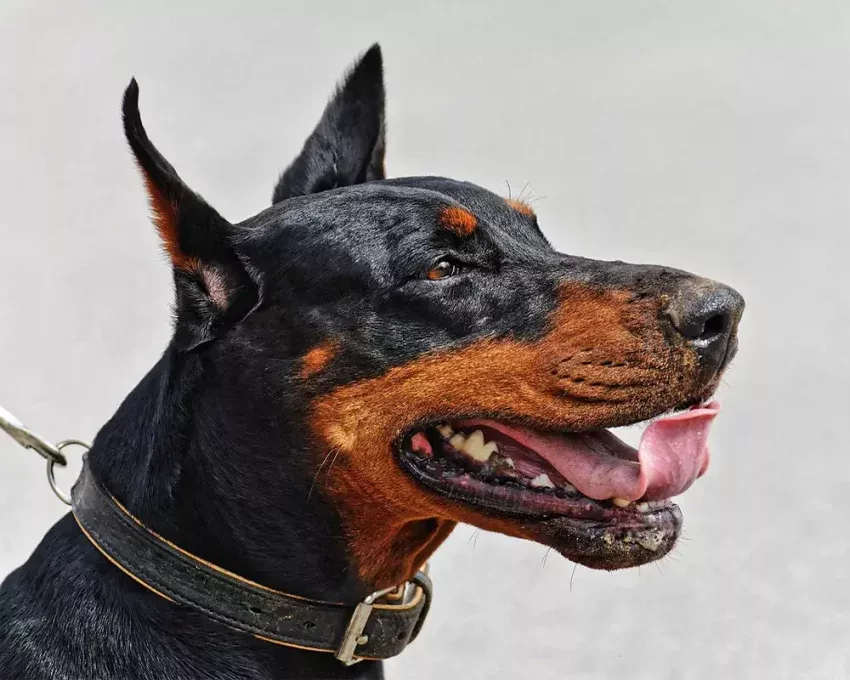 Certificado médico para animales peligrosos